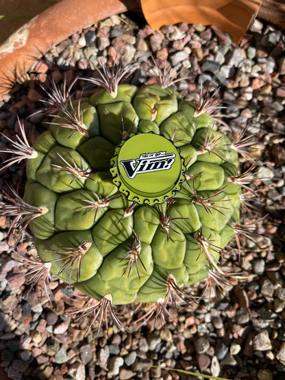 Bottle Cap Pins
