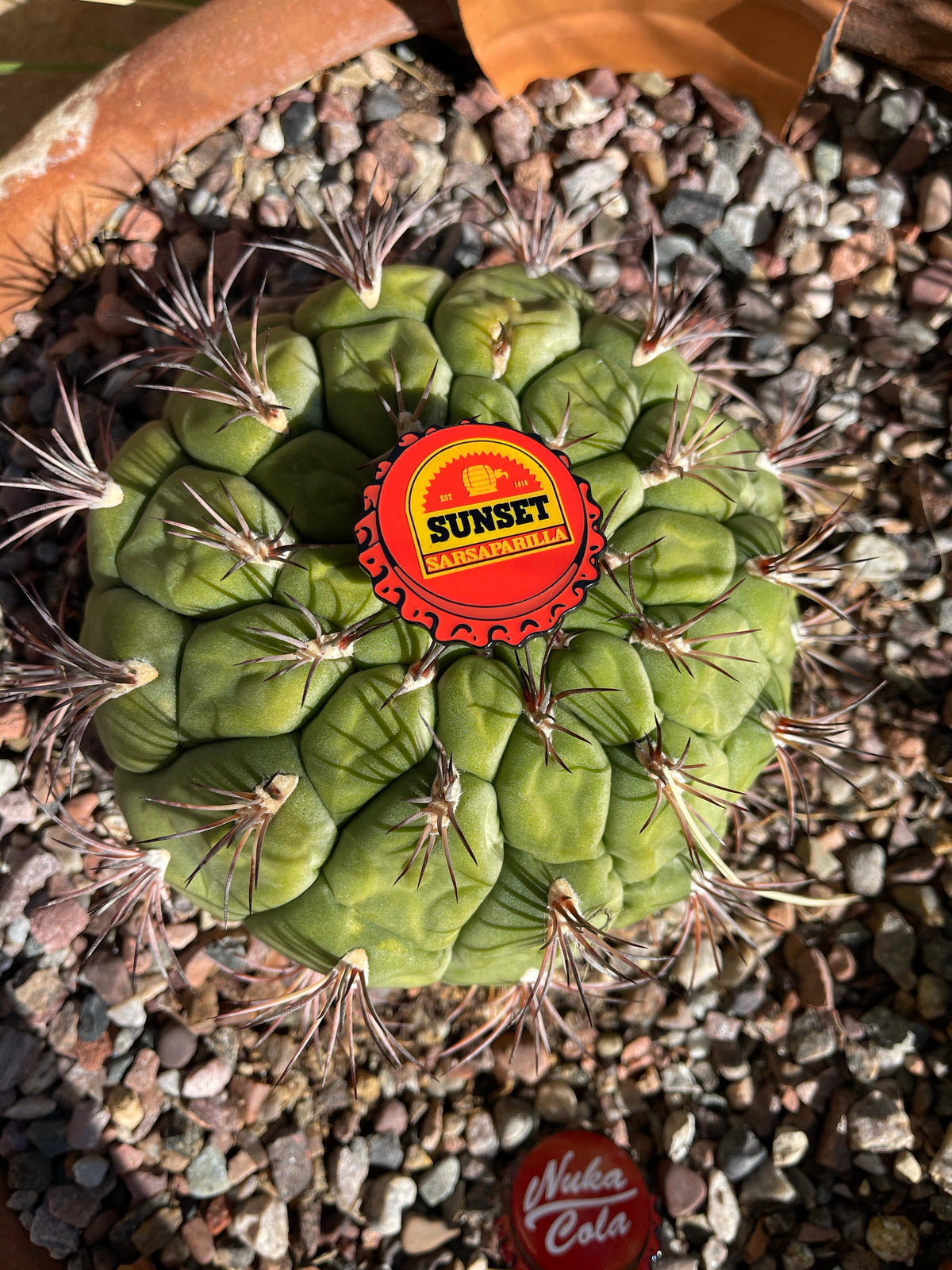 Bottle Cap Pins